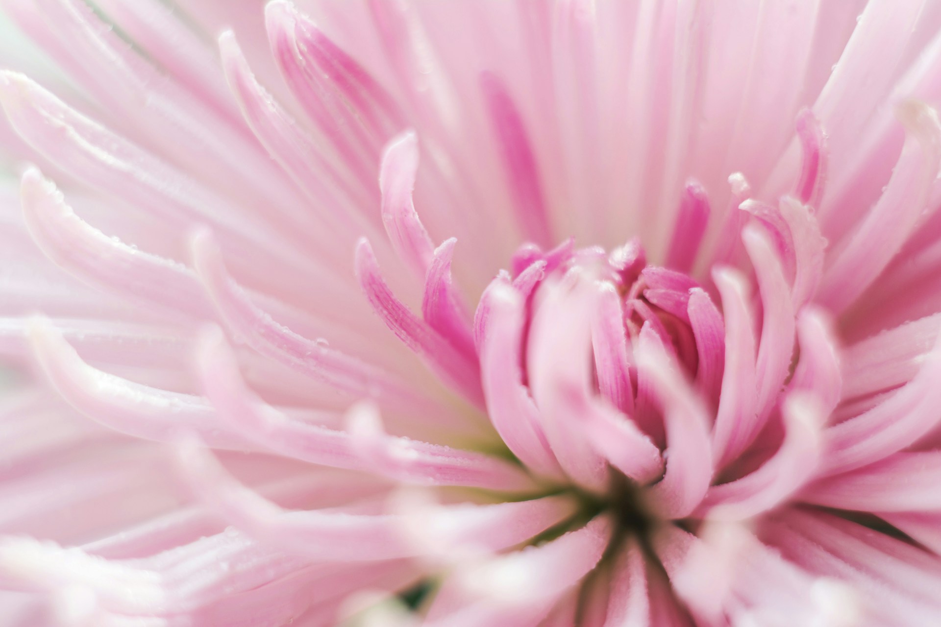 Como Manter as Flores Frescas por Mais Tempo: Cuidados Essenciais